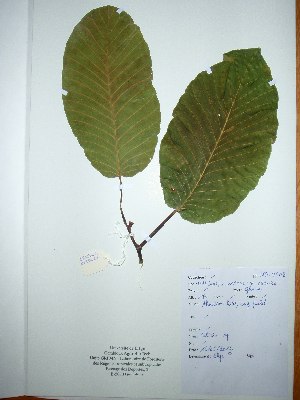 ( - BRLU-NB0508)  @11 [ ] CreativeCommons - Attribution Non-Commercial Share-Alike (2013) Unspecified Herbarium de l'Université Libre de Bruxelles