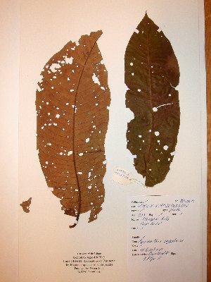  ( - BRLU-NB0515)  @11 [ ] CreativeCommons - Attribution Non-Commercial Share-Alike (2013) Unspecified Herbarium de l'Université Libre de Bruxelles