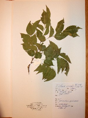 ( - BRLU-NB0518)  @11 [ ] CreativeCommons - Attribution Non-Commercial Share-Alike (2013) Unspecified Herbarium de l'Université Libre de Bruxelles