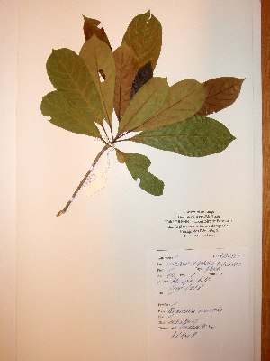  ( - BRLU-NB0524)  @11 [ ] CreativeCommons - Attribution Non-Commercial Share-Alike (2013) Unspecified Herbarium de l'Université Libre de Bruxelles