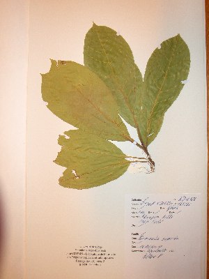  ( - BRLU-NB0526)  @11 [ ] CreativeCommons - Attribution Non-Commercial Share-Alike (2013) Unspecified Herbarium de l'Université Libre de Bruxelles