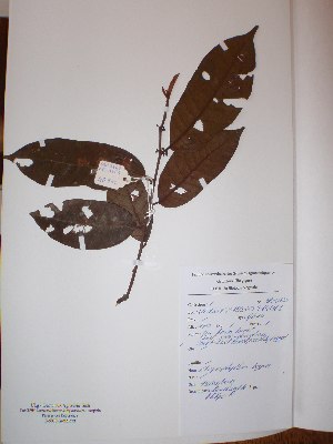  (Chrysophyllum beguei - BRLU-NB0530)  @11 [ ] CreativeCommons - Attribution Non-Commercial Share-Alike (2013) Unspecified Herbarium de l'Université Libre de Bruxelles
