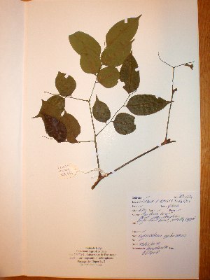  ( - BRLU-NB0534)  @11 [ ] CreativeCommons - Attribution Non-Commercial Share-Alike (2013) Unspecified Herbarium de l'Université Libre de Bruxelles