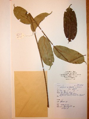  (Meliaceae - BRLU-NB0535)  @11 [ ] CreativeCommons - Attribution Non-Commercial Share-Alike (2013) Unspecified Herbarium de l'Université Libre de Bruxelles