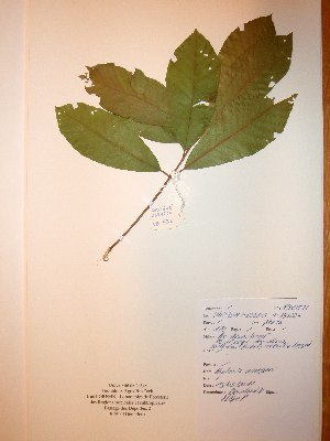  (Pouteria aningeri - BRLU-NB0536)  @11 [ ] CreativeCommons - Attribution Non-Commercial Share-Alike (2013) Unspecified Herbarium de l'Université Libre de Bruxelles