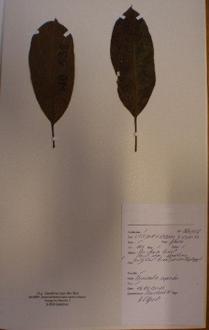  ( - BRLU-NB0538)  @11 [ ] CreativeCommons - Attribution Non-Commercial Share-Alike (2013) Unspecified Herbarium de l'Université Libre de Bruxelles
