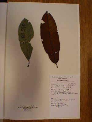  (Chrysophyllum perpulcrum - BRLU-NB0540)  @11 [ ] CreativeCommons - Attribution Non-Commercial Share-Alike (2013) Unspecified Herbarium de l'Université Libre de Bruxelles