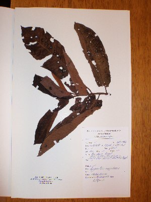  ( - BRLU-NB0542)  @11 [ ] CreativeCommons - Attribution Non-Commercial Share-Alike (2013) Unspecified Herbarium de l'Université Libre de Bruxelles