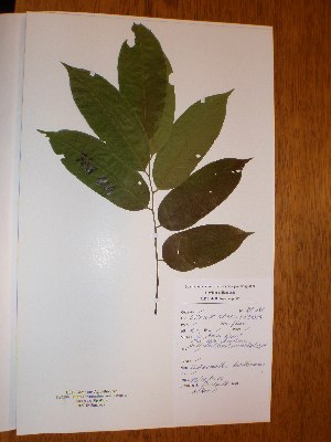  ( - BRLU-NB0546)  @11 [ ] CreativeCommons - Attribution Non-Commercial Share-Alike (2013) Unspecified Herbarium de l'Université Libre de Bruxelles