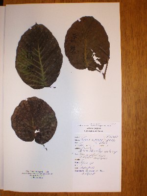 ( - BRLU-NB0548)  @11 [ ] CreativeCommons - Attribution Non-Commercial Share-Alike (2013) Unspecified Herbarium de l'Université Libre de Bruxelles