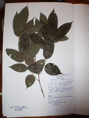  ( - BRLU-NB0558)  @11 [ ] CreativeCommons - Attribution Non-Commercial Share-Alike (2013) Unspecified Herbarium de l'Université Libre de Bruxelles