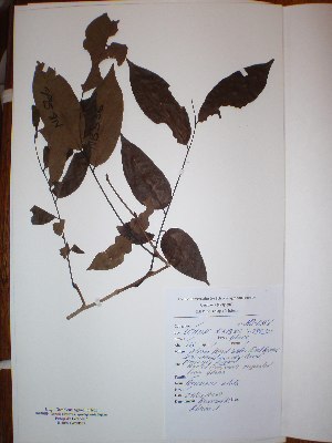  ( - BRLU-NB0566)  @11 [ ] CreativeCommons - Attribution Non-Commercial Share-Alike (2013) Unspecified Herbarium de l'Université Libre de Bruxelles