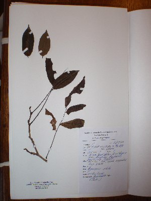 (Pericopsis elata - BRLU-NB0570)  @11 [ ] CreativeCommons - Attribution Non-Commercial Share-Alike (2013) Unspecified Herbarium de l'Université Libre de Bruxelles