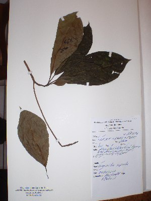  ( - BRLU-NB0571)  @11 [ ] CreativeCommons - Attribution Non-Commercial Share-Alike (2013) Unspecified Herbarium de l'Université Libre de Bruxelles