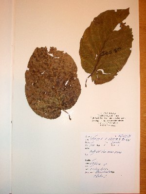  ( - BRLU-NB0575)  @11 [ ] CreativeCommons - Attribution Non-Commercial Share-Alike (2013) Unspecified Herbarium de l'Université Libre de Bruxelles
