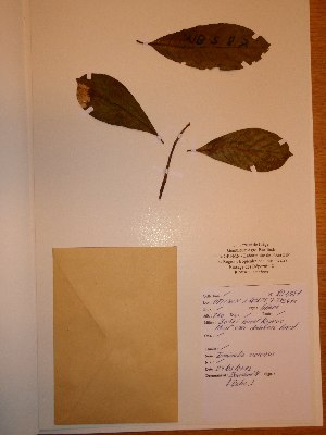  ( - BRLU-NB0587)  @11 [ ] CreativeCommons - Attribution Non-Commercial Share-Alike (2013) Unspecified Herbarium de l'Université Libre de Bruxelles
