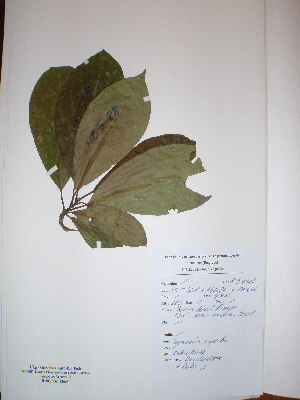  ( - BRLU-NB0588)  @11 [ ] CreativeCommons - Attribution Non-Commercial Share-Alike (2013) Unspecified Herbarium de l'Université Libre de Bruxelles
