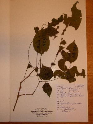  ( - BRLU-NB0589)  @11 [ ] CreativeCommons - Attribution Non-Commercial Share-Alike (2013) Unspecified Herbarium de l'Université Libre de Bruxelles