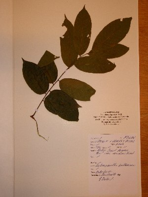  ( - BRLU-NB0606)  @11 [ ] CreativeCommons - Attribution Non-Commercial Share-Alike (2013) Unspecified Herbarium de l'Université Libre de Bruxelles