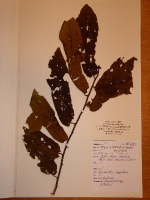  ( - BRLU-NB0620)  @11 [ ] CreativeCommons - Attribution Non-Commercial Share-Alike (2013) Unspecified Herbarium de l'Université Libre de Bruxelles