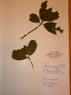  ( - BRLU-NB0634)  @11 [ ] CreativeCommons - Attribution Non-Commercial Share-Alike (2013) Unspecified Herbarium de l'Université Libre de Bruxelles