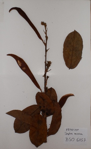  (Baphia maxima - BRLU-TS4163)  @11 [ ] CreativeCommons - Attribution Non-Commercial Share-Alike (2013) Unspecified Herbarium de l'Université Libre de Bruxelles
