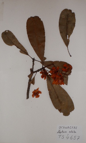  (Lophira alata - BRLU-TS4657)  @11 [ ] CreativeCommons - Attribution Non-Commercial Share-Alike (2013) Unspecified Herbarium de l'Université Libre de Bruxelles