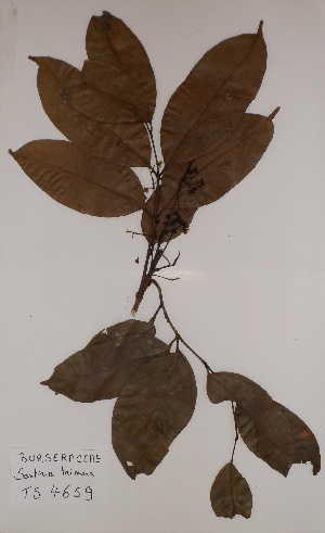  ( - BRLU-TS4659)  @11 [ ] CreativeCommons - Attribution Non-Commercial Share-Alike (2013) Unspecified Herbarium de l'Université Libre de Bruxelles