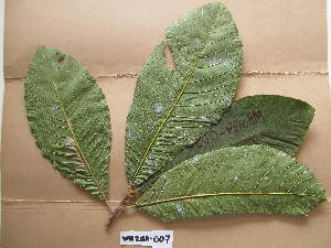  (Pouteria alnifolia - WH213a_007)  @11 [ ] CreativeCommons - Attribution Non-Commercial Share-Alike (2013) Unspecified Herbarium de l'Université Libre de Bruxelles