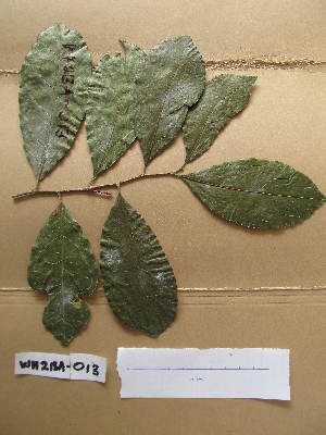  (Dichapetalum madagascariense - WH213a_013)  @11 [ ] CreativeCommons - Attribution Non-Commercial Share-Alike (2013) Unspecified Herbarium de l'Université Libre de Bruxelles