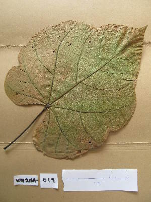  ( - WH213a_019)  @11 [ ] CreativeCommons - Attribution Non-Commercial Share-Alike (2013) Unspecified Herbarium de l'Université Libre de Bruxelles