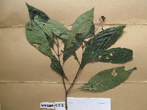  (Psychotria humilis - WH213a_022)  @11 [ ] CreativeCommons - Attribution Non-Commercial Share-Alike (2013) Unspecified Herbarium de l'Université Libre de Bruxelles