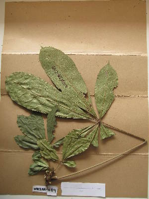  (Cola chlamydantha - WH213a_089)  @11 [ ] CreativeCommons - Attribution Non-Commercial Share-Alike (2013) Unspecified Herbarium de l'Université Libre de Bruxelles