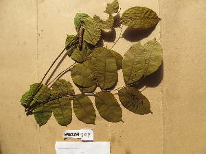  ( - WH213a_107)  @11 [ ] CreativeCommons - Attribution Non-Commercial Share-Alike (2013) Unspecified Herbarium de l'Université Libre de Bruxelles