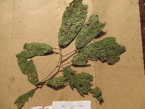  ( - WH213a_115)  @11 [ ] CreativeCommons - Attribution Non-Commercial Share-Alike (2013) Unspecified Herbarium de l'Université Libre de Bruxelles
