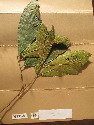  ( - WH213a_133)  @11 [ ] CreativeCommons - Attribution Non-Commercial Share-Alike (2013) Unspecified Herbarium de l'Université Libre de Bruxelles