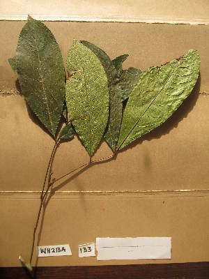  ( - WH213a_133)  @11 [ ] CreativeCommons - Attribution Non-Commercial Share-Alike (2013) Unspecified Herbarium de l'Université Libre de Bruxelles
