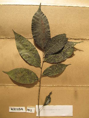  ( - WH213a_142)  @11 [ ] CreativeCommons - Attribution Non-Commercial Share-Alike (2013) Unspecified Herbarium de l'Université Libre de Bruxelles
