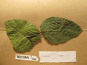  ( - WH213a_151)  @11 [ ] CreativeCommons - Attribution Non-Commercial Share-Alike (2013) Unspecified Herbarium de l'Université Libre de Bruxelles
