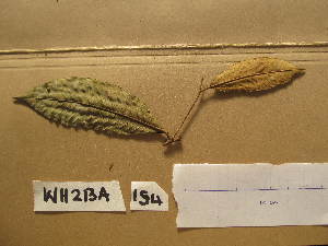  ( - WH213a_154)  @11 [ ] CreativeCommons - Attribution Non-Commercial Share-Alike (2013) Unspecified Herbarium de l'Université Libre de Bruxelles