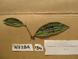  ( - WH213a_154)  @11 [ ] CreativeCommons - Attribution Non-Commercial Share-Alike (2013) Unspecified Herbarium de l'Université Libre de Bruxelles