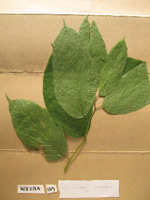  ( - WH213a_159)  @11 [ ] CreativeCommons - Attribution Non-Commercial Share-Alike (2013) Unspecified Herbarium de l'Université Libre de Bruxelles