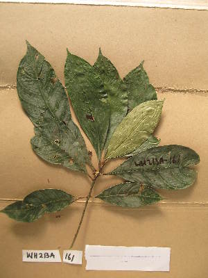 (Chrysophyllum azaguieanum - WH213a_161)  @11 [ ] CreativeCommons - Attribution Non-Commercial Share-Alike (2013) Unspecified Herbarium de l'Université Libre de Bruxelles