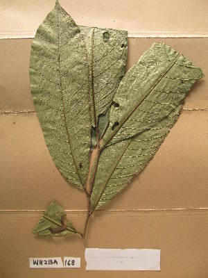  ( - WH213a_168)  @11 [ ] CreativeCommons - Attribution Non-Commercial Share-Alike (2013) Unspecified Herbarium de l'Université Libre de Bruxelles