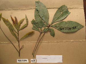  ( - WH213a_169)  @11 [ ] CreativeCommons - Attribution Non-Commercial Share-Alike (2013) Unspecified Herbarium de l'Université Libre de Bruxelles