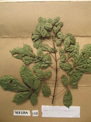  ( - WH213a_173)  @11 [ ] CreativeCommons - Attribution Non-Commercial Share-Alike (2013) Unspecified Herbarium de l'Université Libre de Bruxelles