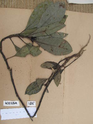  (Psychotria longituba - WH213a_185)  @11 [ ] CreativeCommons - Attribution Non-Commercial Share-Alike (2013) Unspecified Herbarium de l'Université Libre de Bruxelles