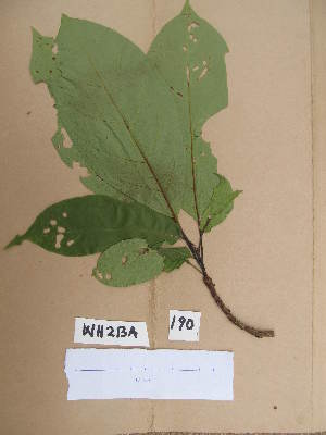  ( - WH213a_190)  @11 [ ] CreativeCommons - Attribution Non-Commercial Share-Alike (2013) Unspecified Herbarium de l'Université Libre de Bruxelles
