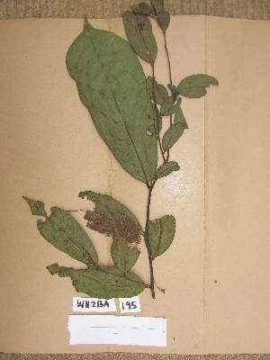  (Annickia - WH213a_195)  @11 [ ] CreativeCommons - Attribution Non-Commercial Share-Alike (2013) Unspecified Herbarium de l'Université Libre de Bruxelles