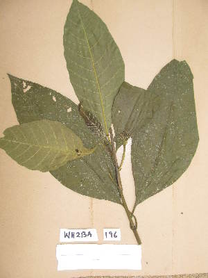  (Pavetta mollissima - WH213a_196)  @11 [ ] CreativeCommons - Attribution Non-Commercial Share-Alike (2013) Unspecified Herbarium de l'Université Libre de Bruxelles